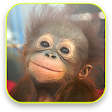 Baby Monkey Live Wallpaper icon
