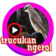 kicau trucukan ngerol