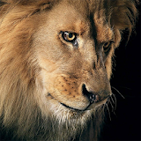 Amazing Lions Wallpapers icon