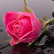 Beautiful Flower Wallpapers - Androidアプリ