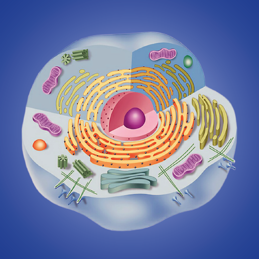 Cell biology 3.8.2 Icon