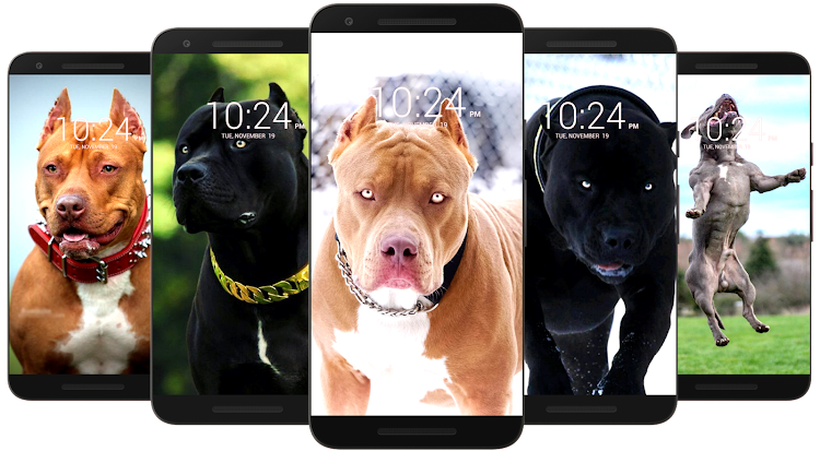 Pitbull Wallpaper HD - 62 - (Android)