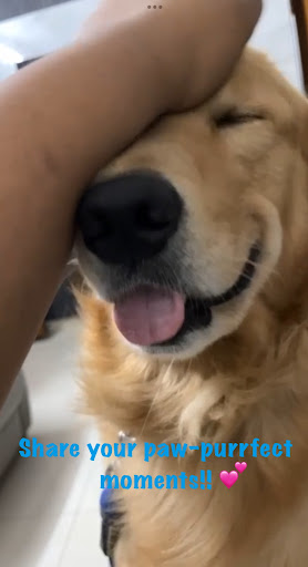 PetsNearMe Screen 2