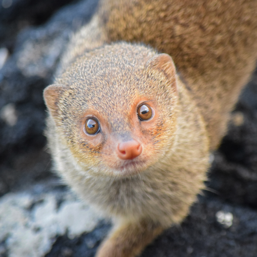 Mongoose Sounds logo