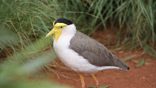 Australian Bird sounds Screenshot 4 - AppWisp.com