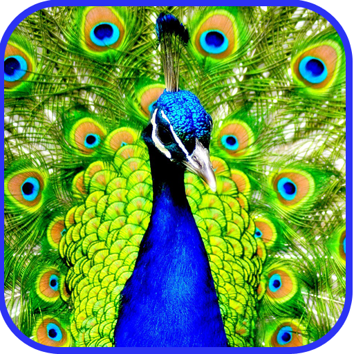 Peacock Live Wallpaper logo