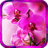 Orchide Spings live wallpaper icon