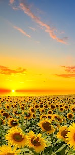Title: “Sunflower Wallpaper: Your Ultimate Source for Stunning Sunflower Images” 8