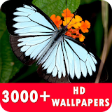 Butterfly Live Wallpapers HD icon