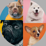 Dog Breeds: Quiz icon