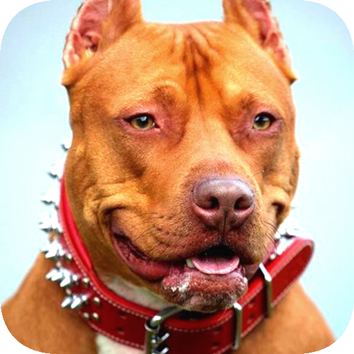Pitbull Wallpaper logo