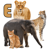 Animals Name Animal Sounds Animals Pictures icon
