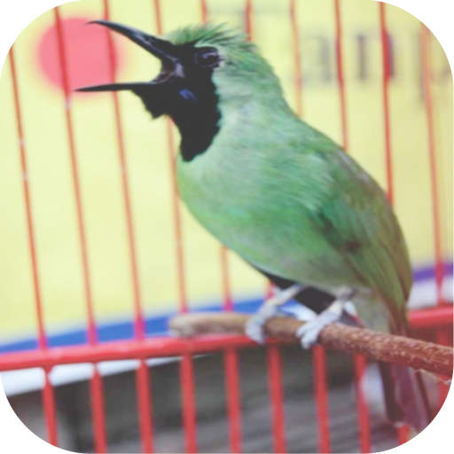 Master Kicau Cucak Ijo Juara logo