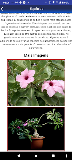 Rosas do Deserto BRASIL Screen 2