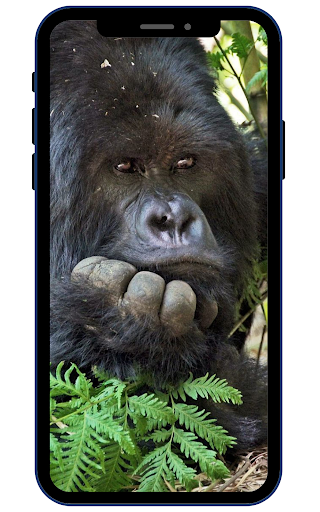 Gorilla Wallpapers Screen 3