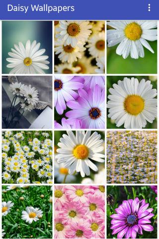 Android application Daisy Wallpapers screenshort