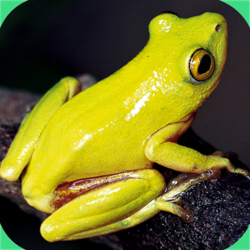 Frogs of Southern Africa 1.0.15 Icon