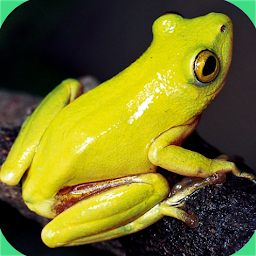 Icon image Frogs of Southern Africa