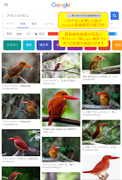 野鳥検索図鑑