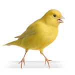 Canary bird sounds