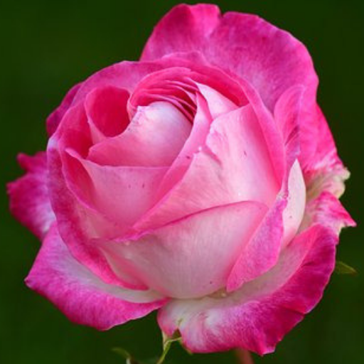 Beautiful Flowers and Roses Images Wallpaper