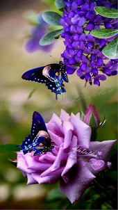Beautiful butterfly wallpaper