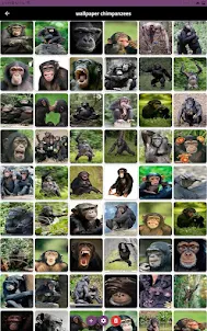 chimpanzees wallpapers
