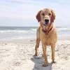 Download Golden Retriever Dog Wallpaper for PC [Windows 10/8/7 & Mac]