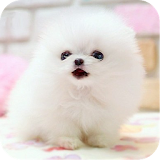 Lovely Pet  Lwp icon