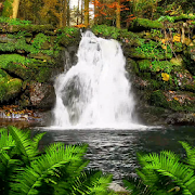 Forest Waterfall LWP Mod apk скачать последнюю версию бесплатно