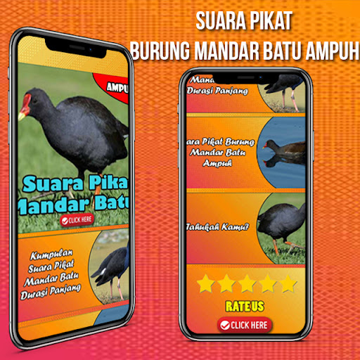 Suara Pikat burung Mandar Batu Screen 2