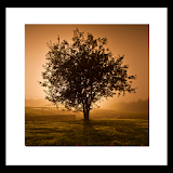 Tree sunset LiveWallpaper icon