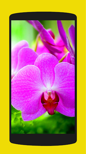 Orchid Wallpapers Screen 3