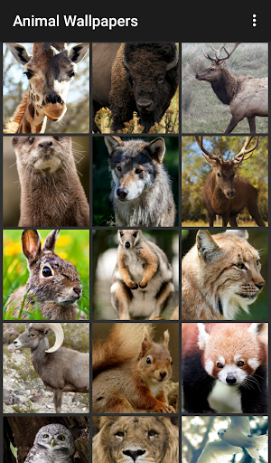 Android application Animal Wallpapers screenshort