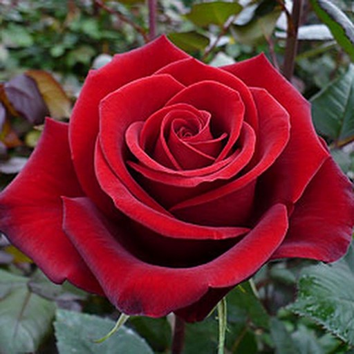 Flower Rose Live Wallpaper Скачать для Windows