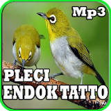 Masteran Pleci Endok Tatto Mp3 icon