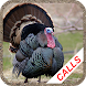 Turkey hunting calls - Androidアプリ