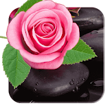 Pink rose petal background HD icon