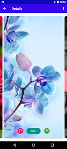 Flower Wallpaper 4K