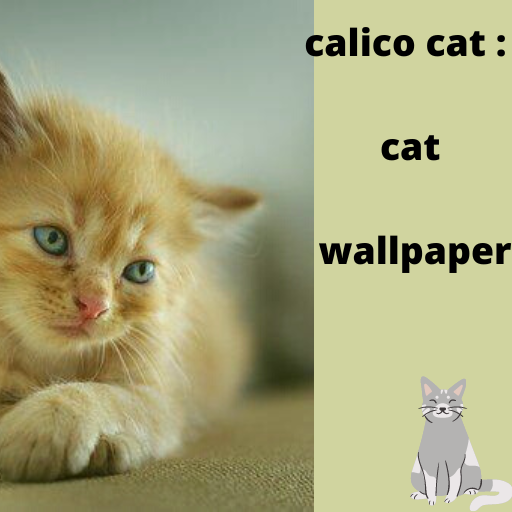 calico cat : cat wallpaper