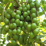 Cover Image of Download KALRO Macadamia Nut  APK