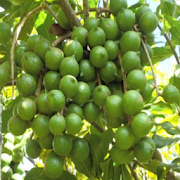 KALRO Macadamia Nut
