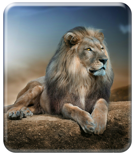 Roaring Lion Wallpaper HD