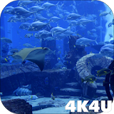 4K Aquarium Tank Video Live Wallpaper icon