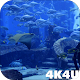 4K Aquarium Tank Video Live Wallpaper Descarga en Windows