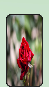 rose flower pic