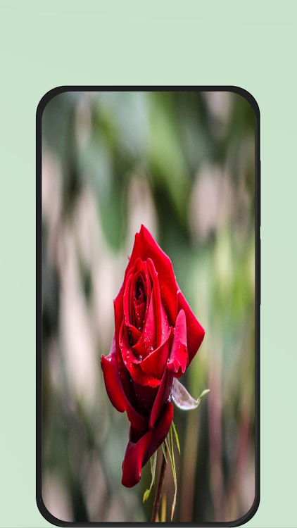 rose flower pic - 3 - (Android)