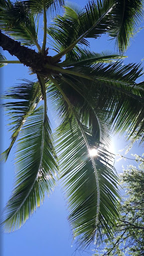Download Beach Palm Tree Wallpaper Hawaii Wallpaper For Android Beach Palm Tree Wallpaper Hawaii Wallpaper Apk Download Steprimo Com