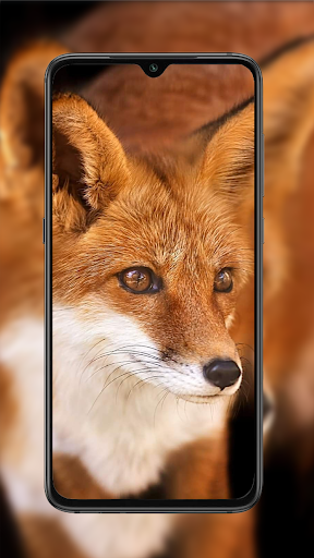 Fox Wallpaper 1