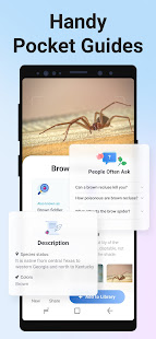 Picture Insect & Spider ID  Screenshots 5
